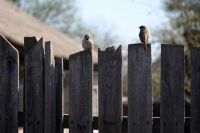 Contemplating a backyard fence repair? Here are some things to consider.